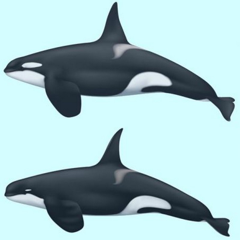 Des orques énigmatiques_orque-commune-orque-de-type-D_wp