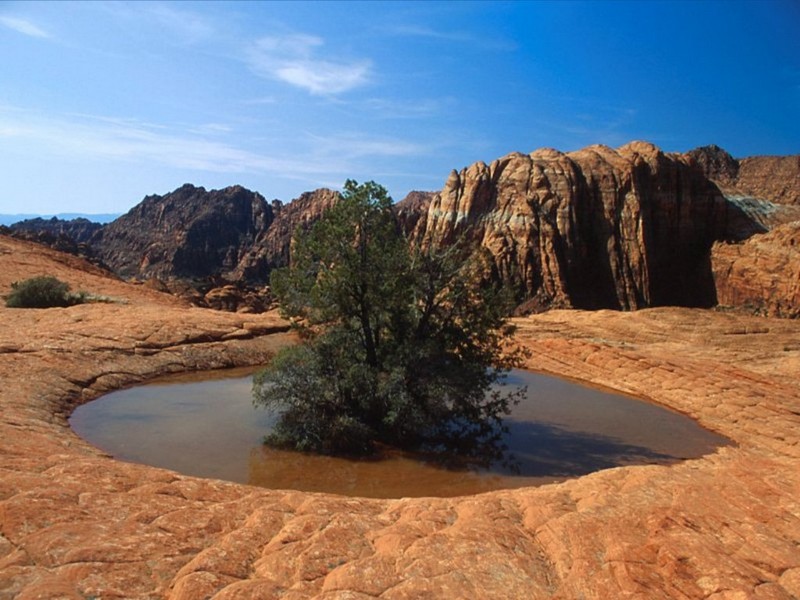 Les déserts_arbre-eau_wp