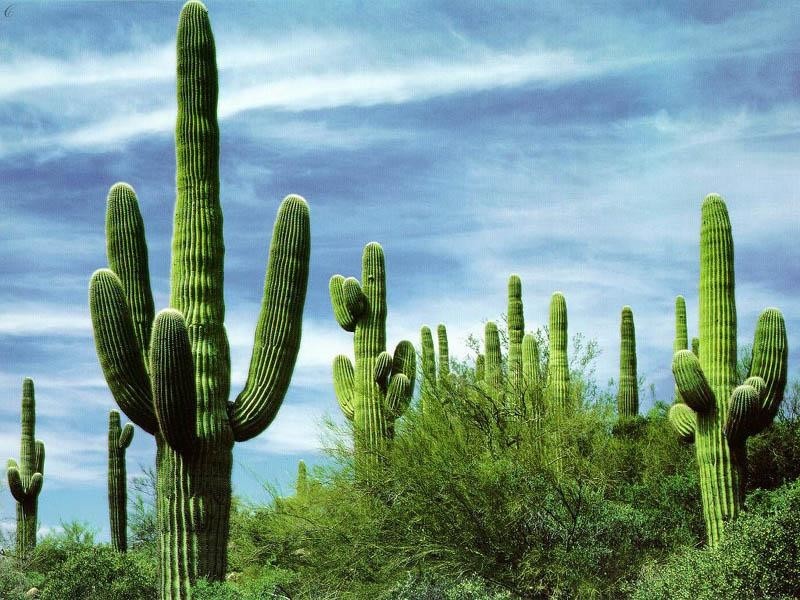 Les déserts_cactus_wp