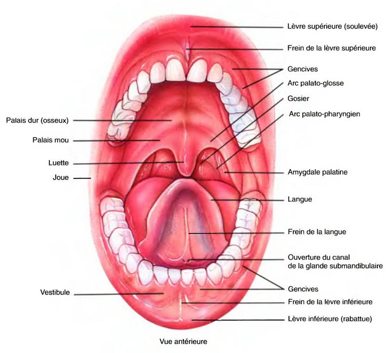 _Les plaies dans la bouche cicatrisent jusqu'à trois fois plus vite que sur le reste du corps_anatomie-bouche_wp