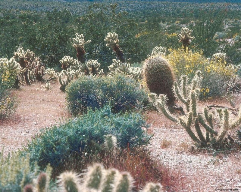 Toujours en solitaire...désert-cactus_wp