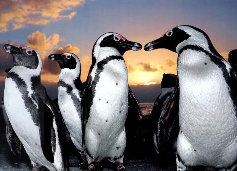 Les palmipèdes alcidés_oiseaux-pingouins-4_wp