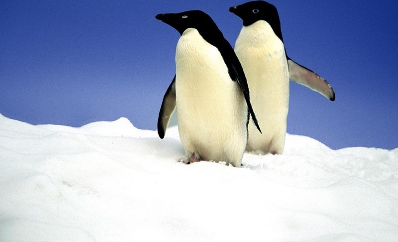 Les palmipèdes alcidés_oiseaux-pingouins-duo_wp