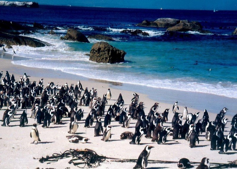 Les palmipèdes alcidés_oiseaux-pingouins-groupe_wp