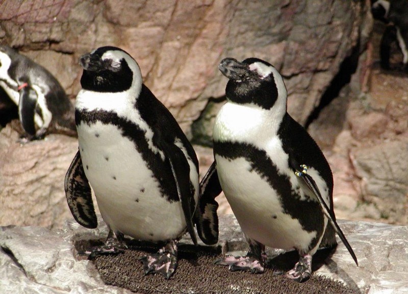 Les palmipèdes alcidés_oiseaux-pingouins-rocher_wp