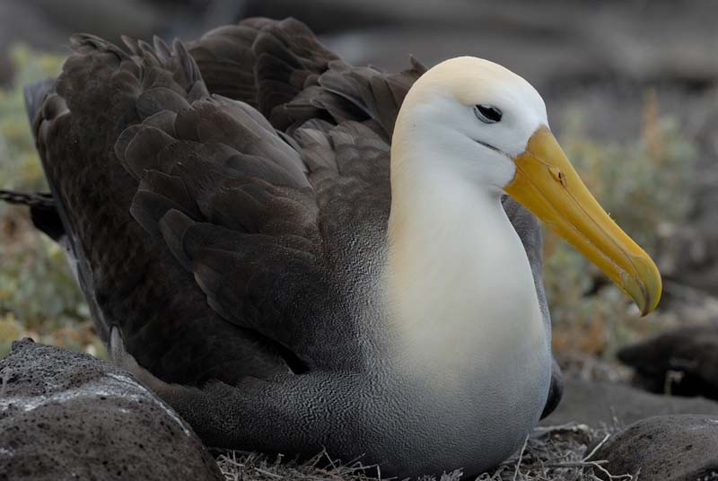 Les palmipèdes diomédéidés_oiseaux-albatros-assis_wp