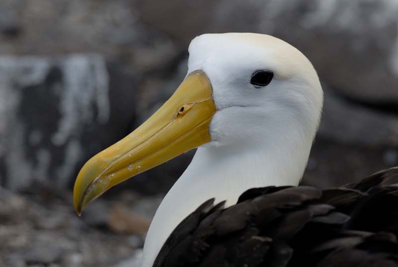 Les palmipèdes diomédéidés_oiseaux-albatros-portrait_wp