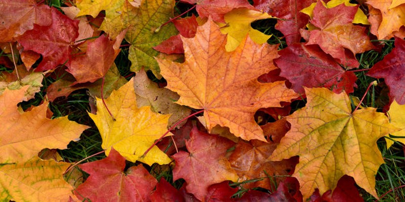 Autumn. Multicolored fallen leaves.