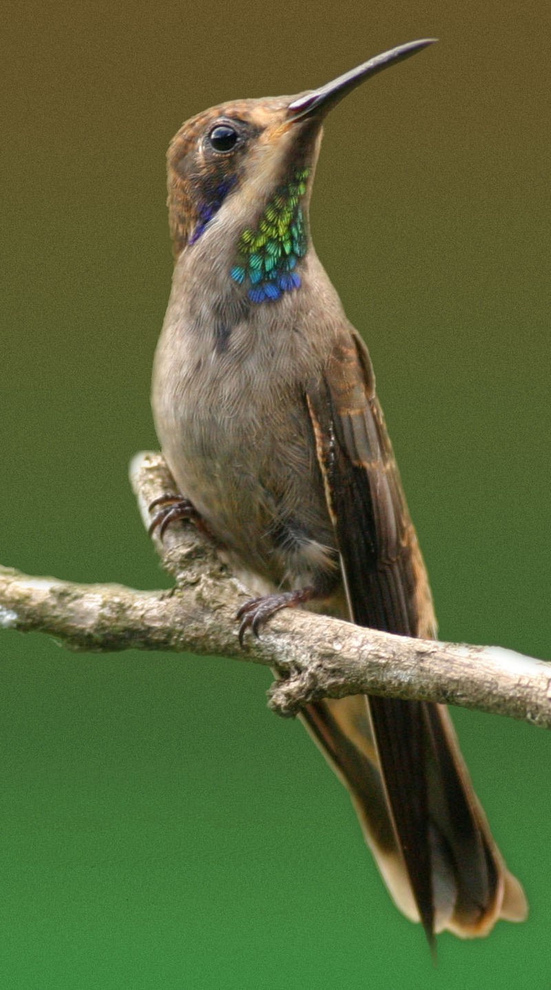 Les colibris_oiseaux-passereaux-trochilidés-colibri-de-Delphine_wp
