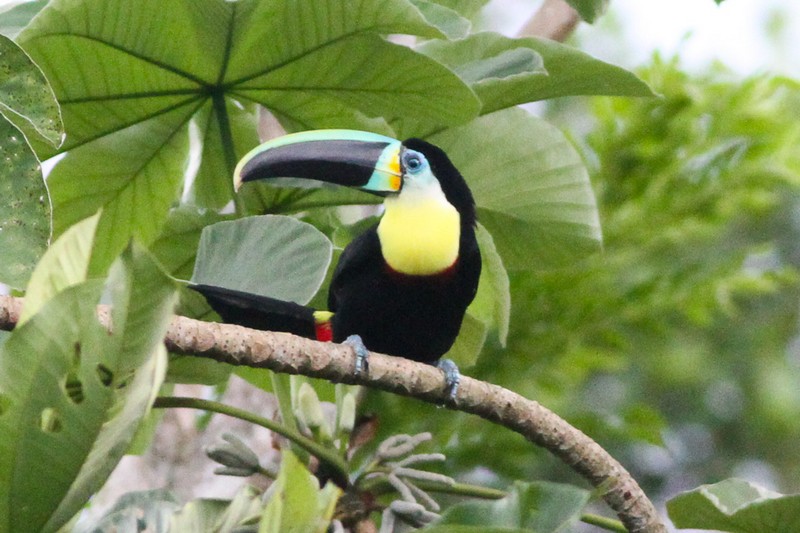 Citron-throated Toucan
