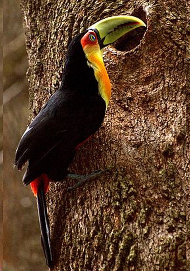 Les grimpeurs_oiseaux-ramphastidés-toucan-à-ventre-rouge-arbre_wp