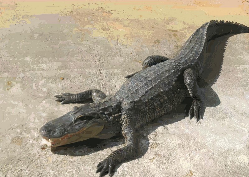 Chéloniens et crocodiliens_alligator_wp