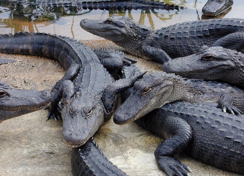 Chéloniens et crocodiliens_alligators_wp