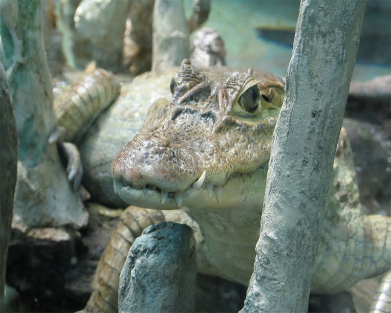Chéloniens et crocodiliens_caïman_wp