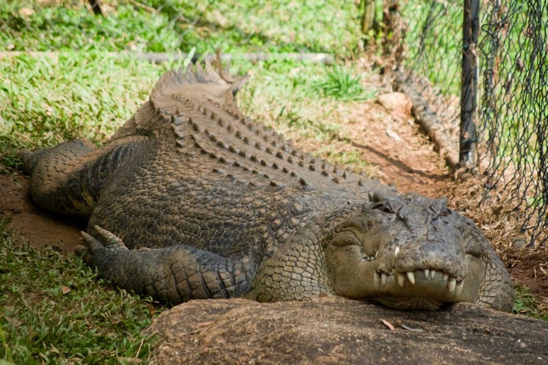 Chéloniens et crocodiliens_crocodile_wp