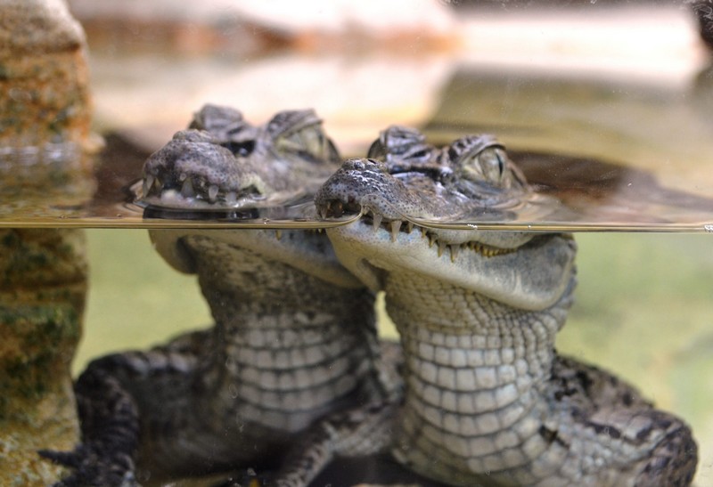 Chéloniens et crocodiliens_crocodiles_wp