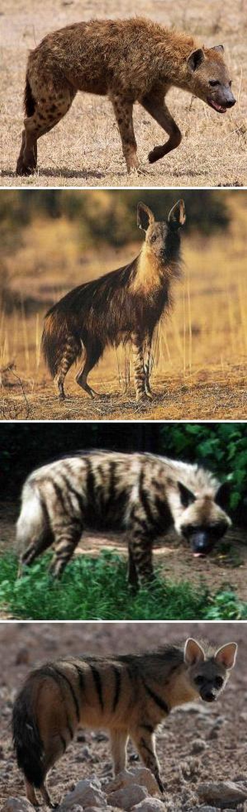 Hyaenidae_hyénidés-hyènes-ordre_wp