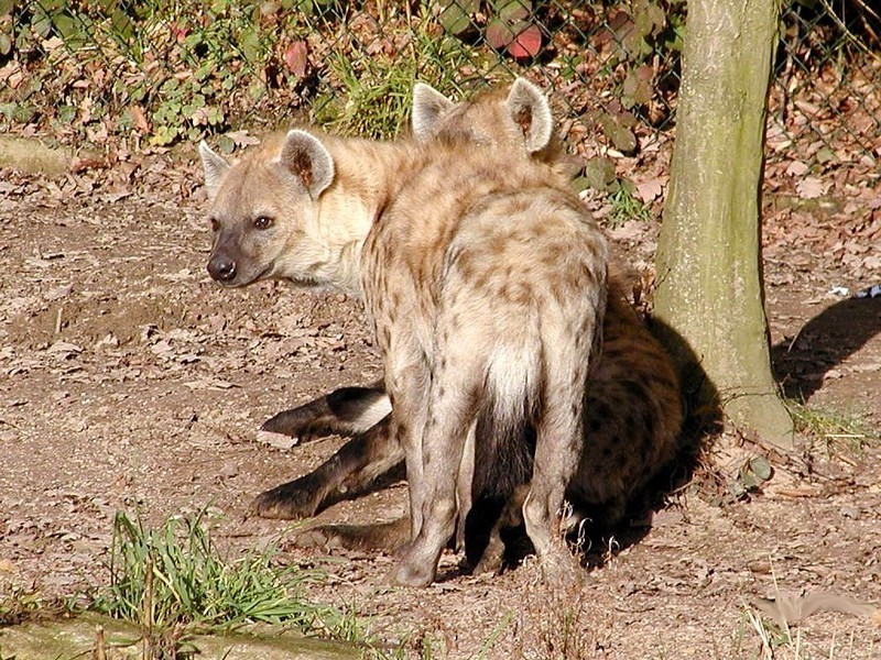 Hyaenidae_hyénidés-hyènes-tachetées_wp