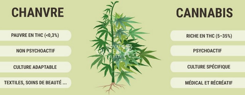 Le chanvre_cannabis_wp