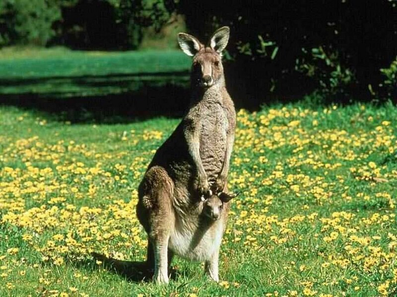 Marsupialia_kangourou-bébé-poche_wp