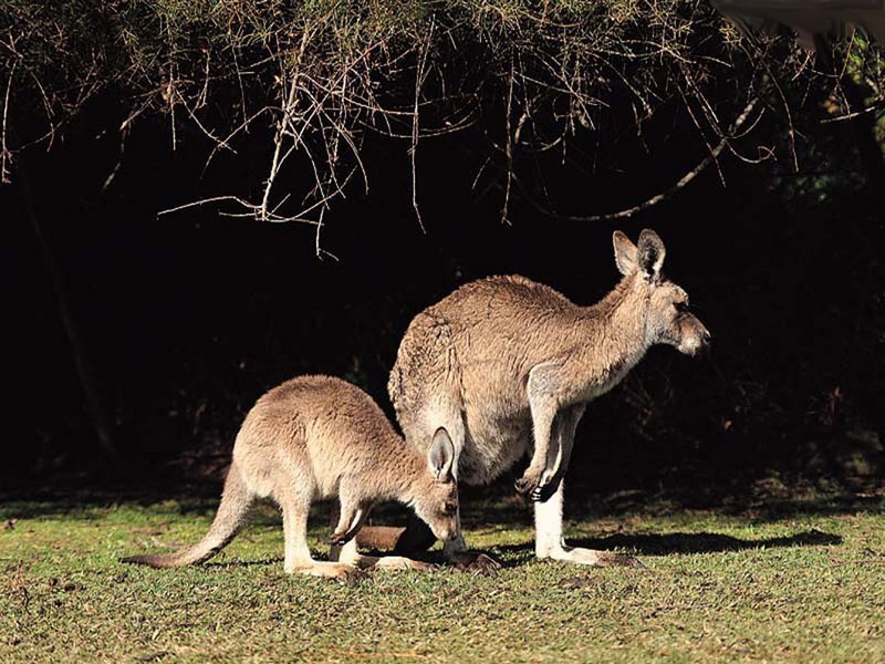 Marsupialia_kangourou-bébé_wp
