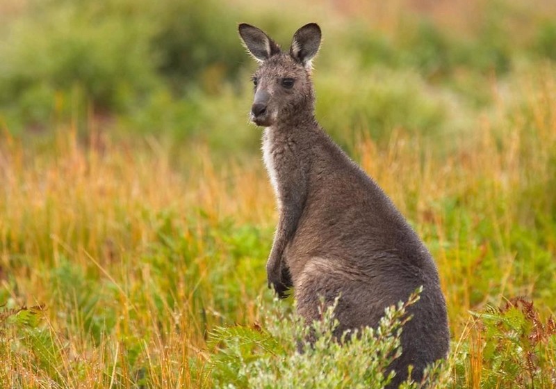 Marsupialia_kangourou-prairie_wp