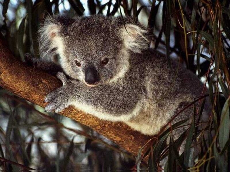Marsupialia_koala-branche_wp