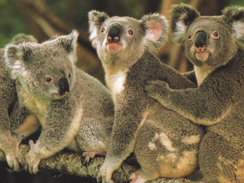 Marsupialia_koala-groupe_wp