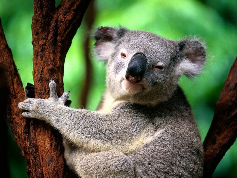 Marsupialia_koala_wp