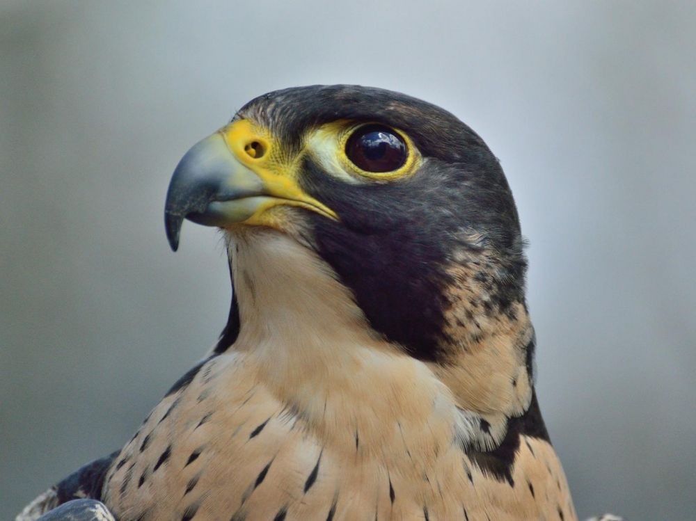 L’œil du faucon pèlerin est une super caméra_wp