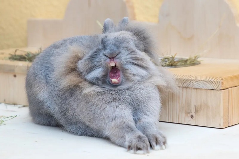 Comedy Pet Photo Awards_lapin-baille_wp