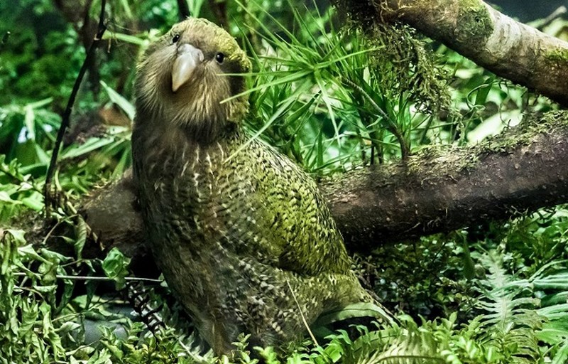 La technologie au secours du kakapo_grand-peroquet-non-volant_wp