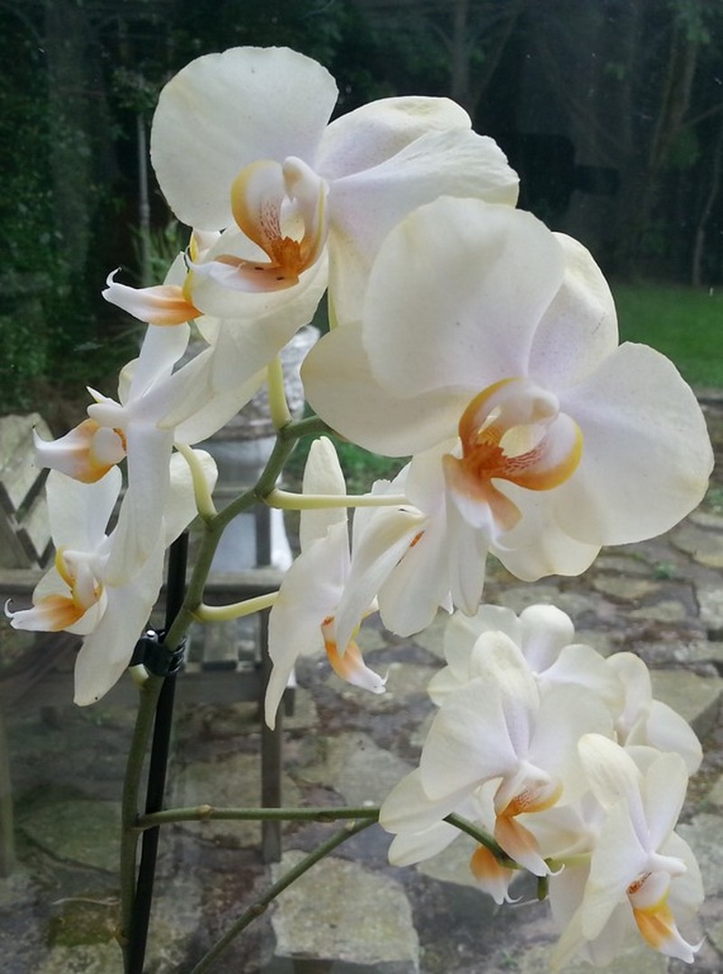 Les orchidées d'un souvenir..._blanches_wp