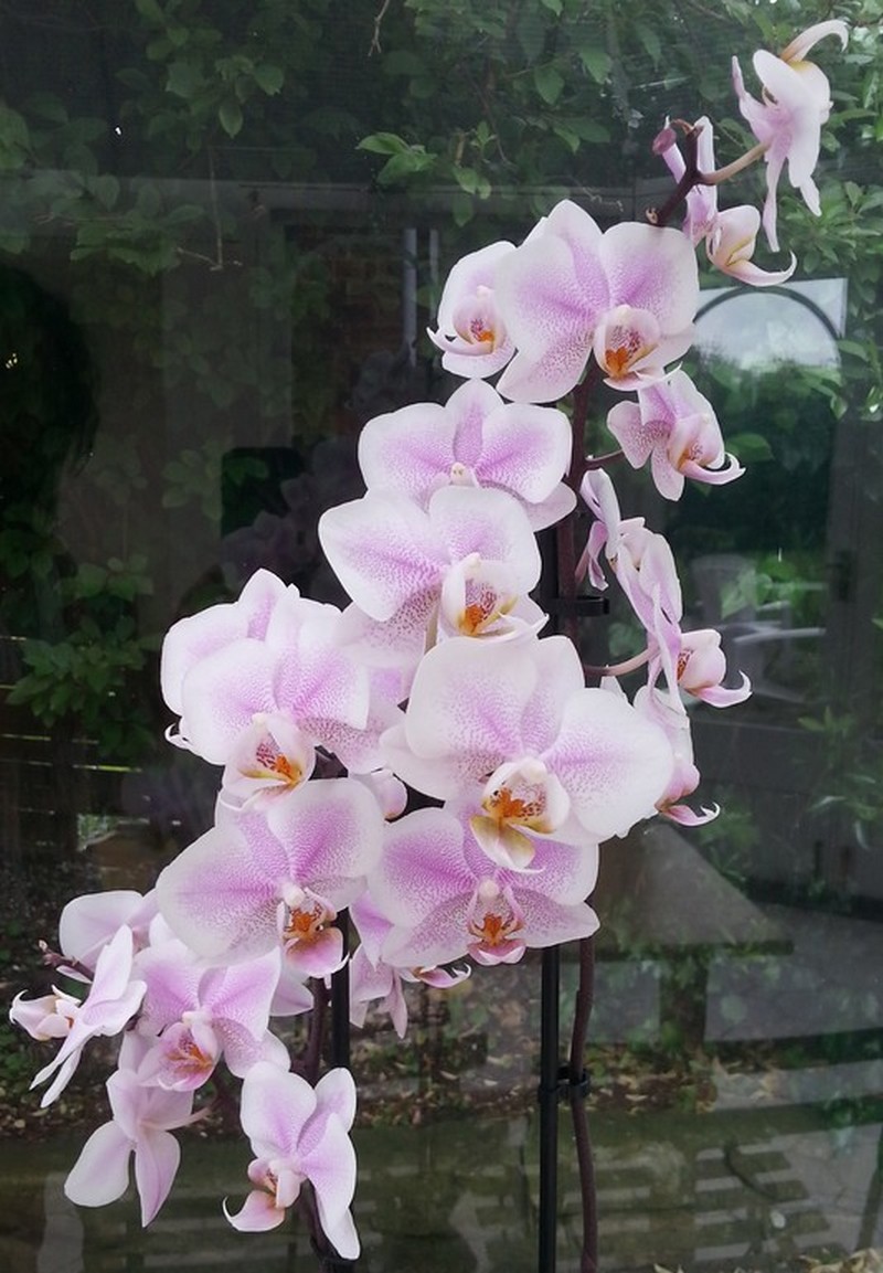 Les orchidées d'un souvenir..._roses_wp