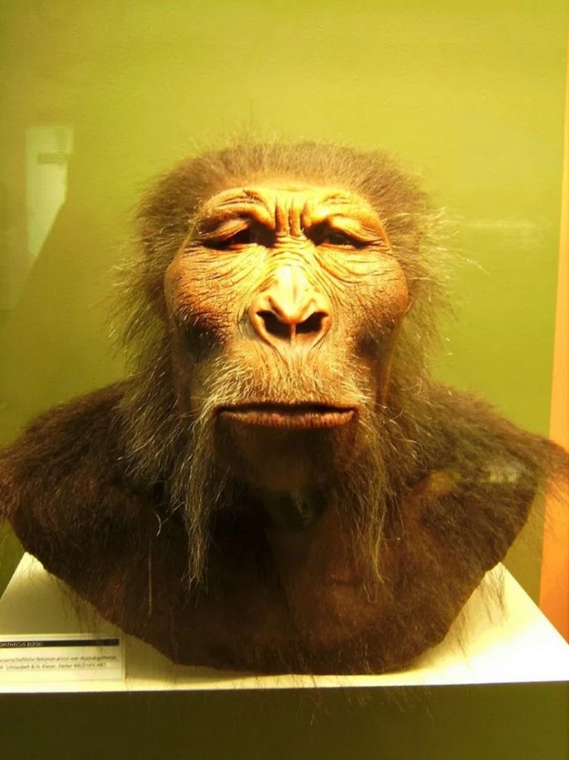 17 juillet 1959_découverte-paranthropus-boisei-uk_wp