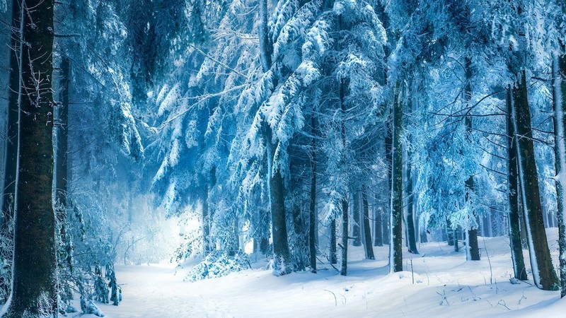 Bosster son système immunitaire en hiver_forêt-neige_wp