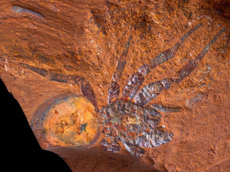 Un nouveau site riche en fossiles découvert en Australie_araignée-fossilisée_wp