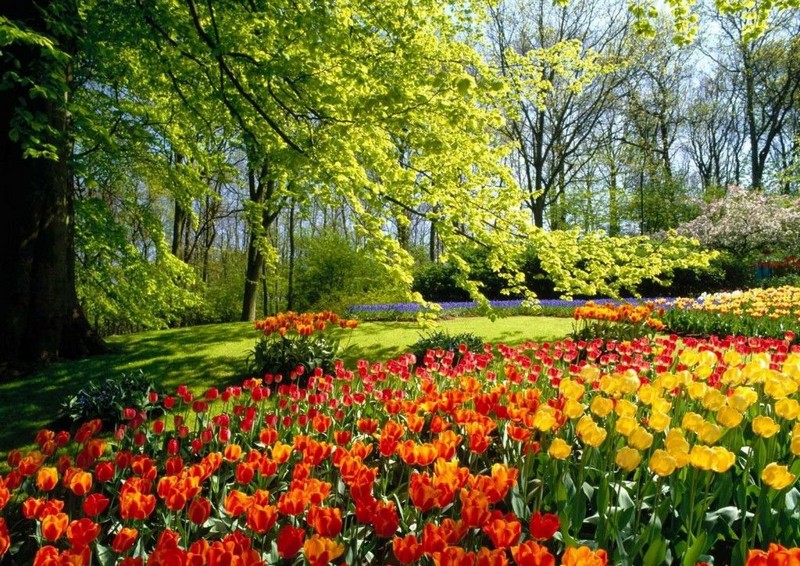 Humeur de mars_printemps-fleurs-tulipes-parc_wp