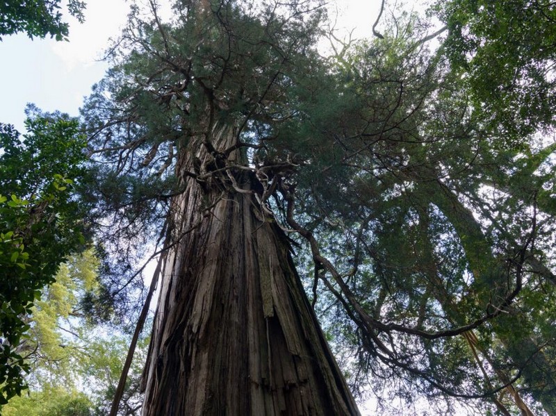 L'arbre le plus âgé du monde_cyprès-gran-abuelo-parc national-alerce-costero-chili-patagonie_wp