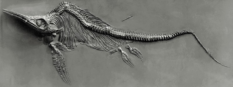 Le plus ancien fossile complet d'ichtyosaure_wp