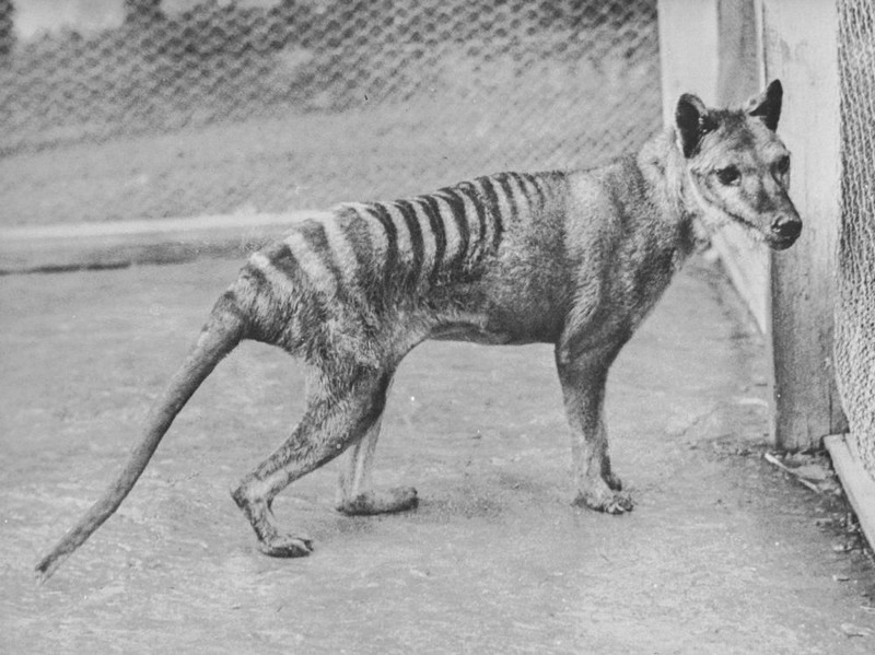 Le dernier loup marsupial_l'un-des-derniers-thylacines-zoo-beaumaris-australie-1936_wp