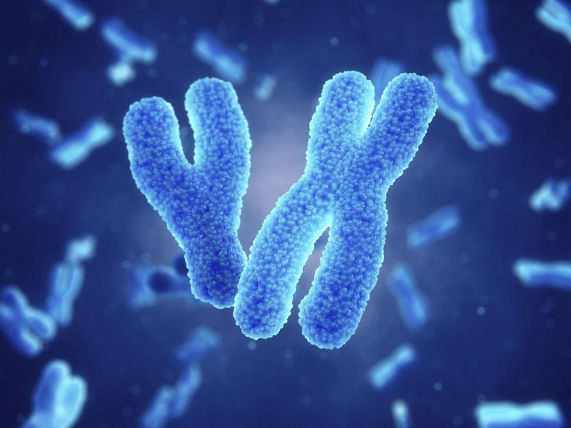 Certains cancers masculins inactivent le chromosome X_adn-chromosomes-x-y_wp