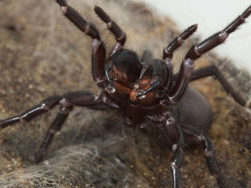 Une araignée qui adapte son venin aux attaques_mygale_wp